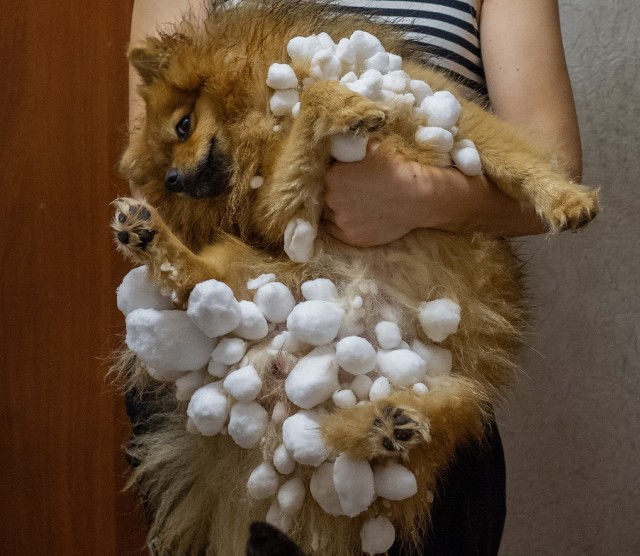 Нагулялся