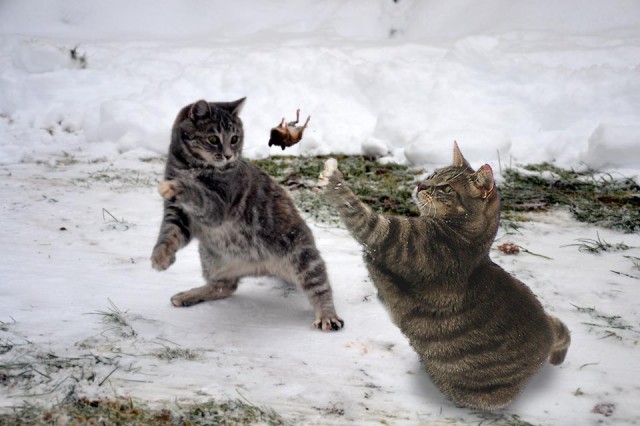 Фотожаба: Кот провёл супер-удар
