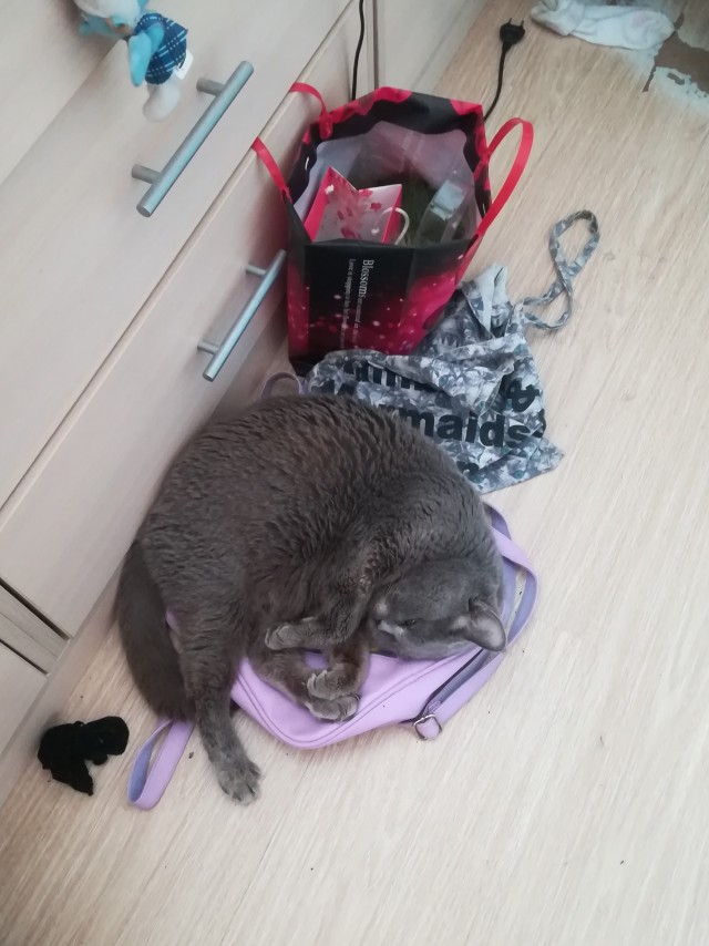 Даешь котовторник!