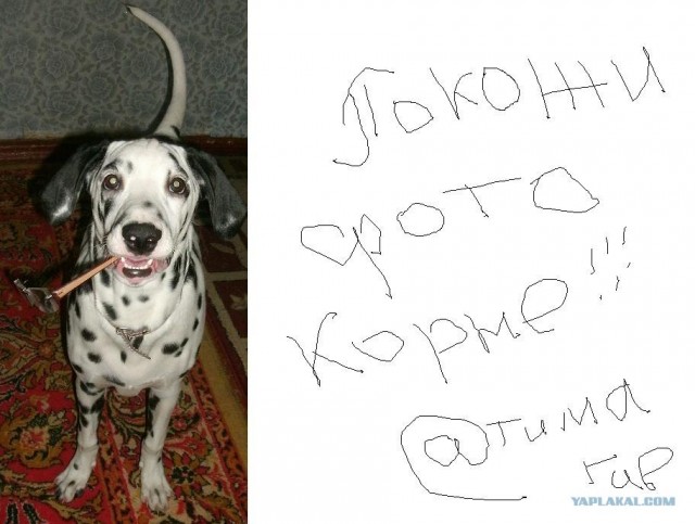 Собака - уколов бояка