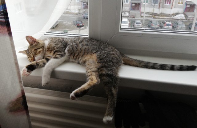 Вторник-кото