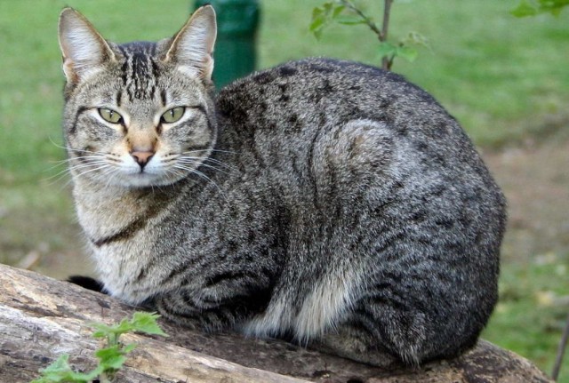 Которник