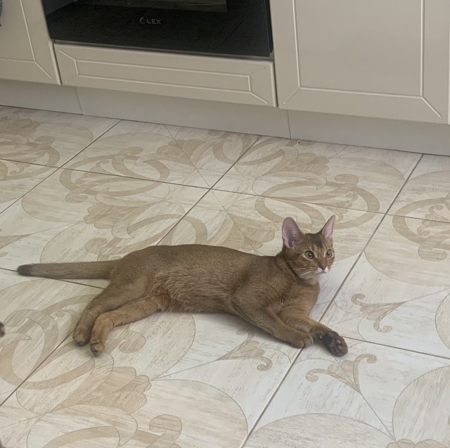 Хоба! Котовторник!