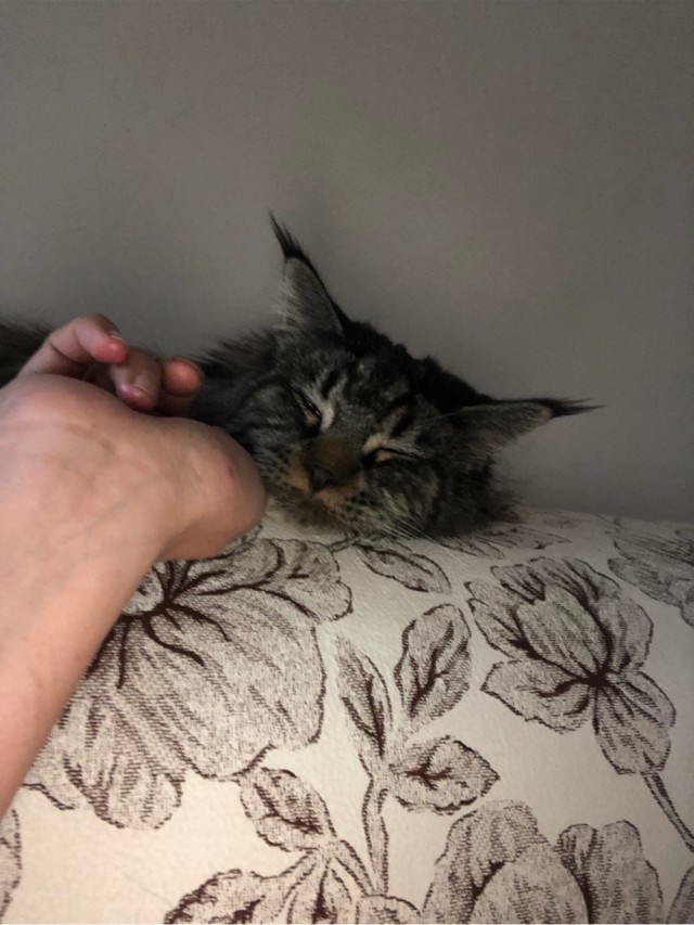 Кот Василий