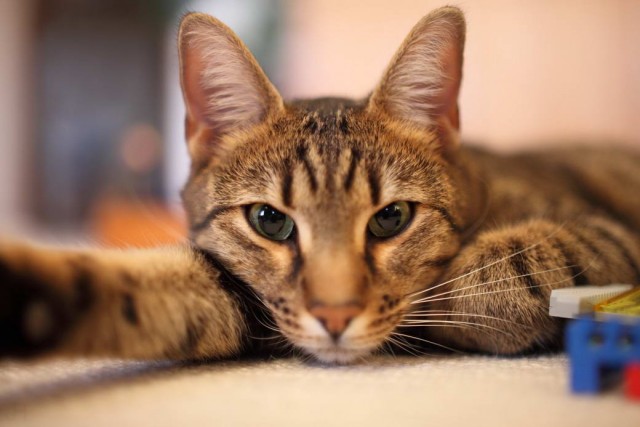 Разные котики