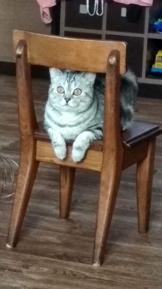 Мой самый первый КОТовторник!
