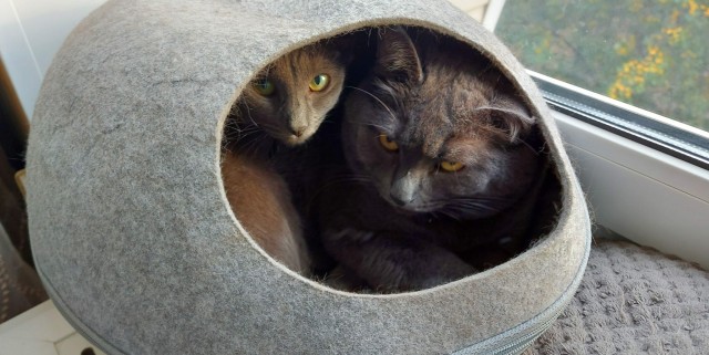 Кошкин дом