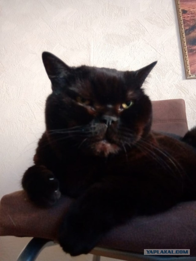 К котовторнику