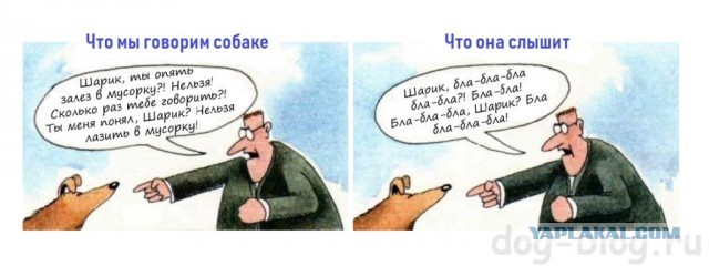 «Азовская судоверфь» провела беседы с бездомными собаками по поводу недопустимости нападения на людей
