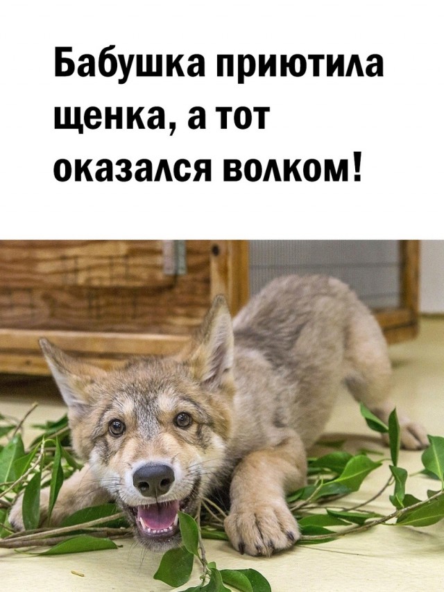 Так себе картинки 18.04.22