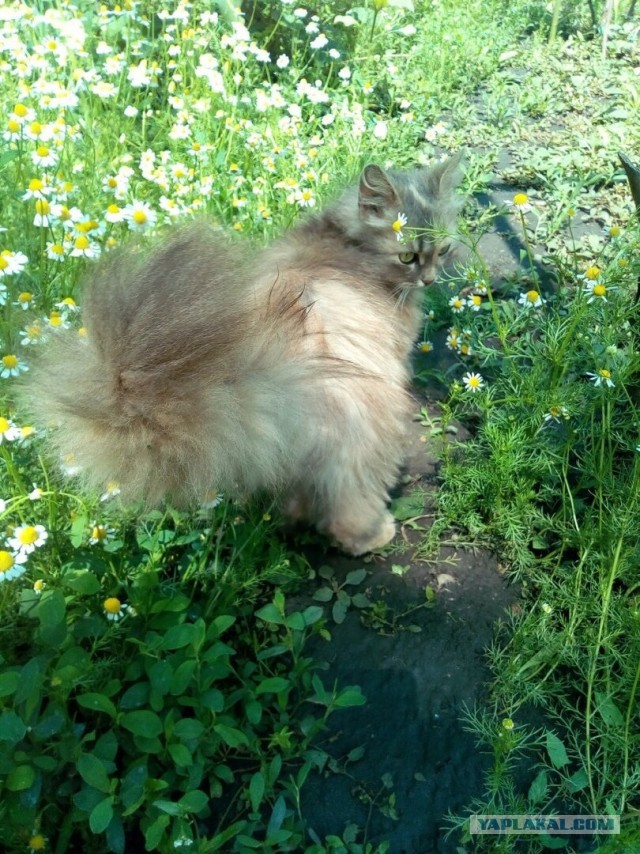 Котики в беде
