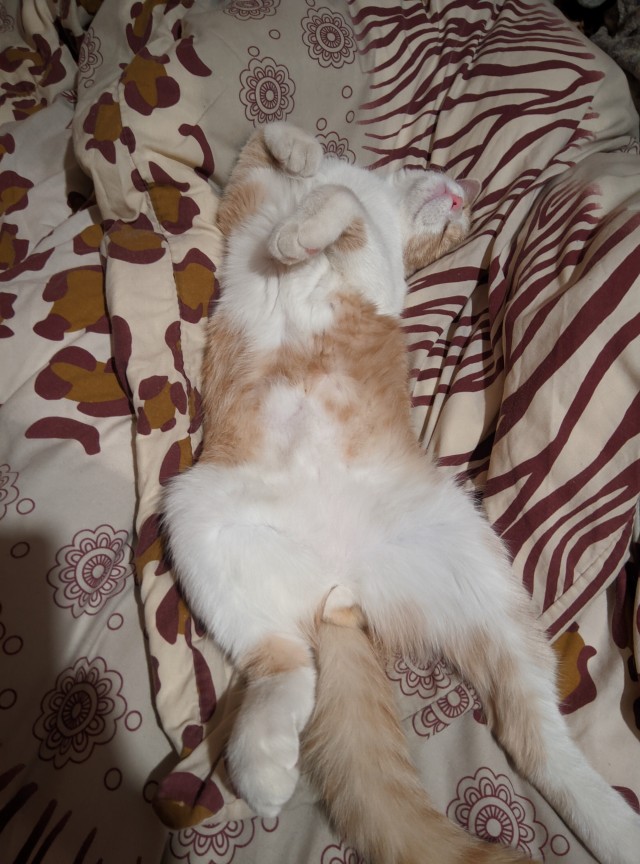 Котовторник! Пара фоток суровых котов.