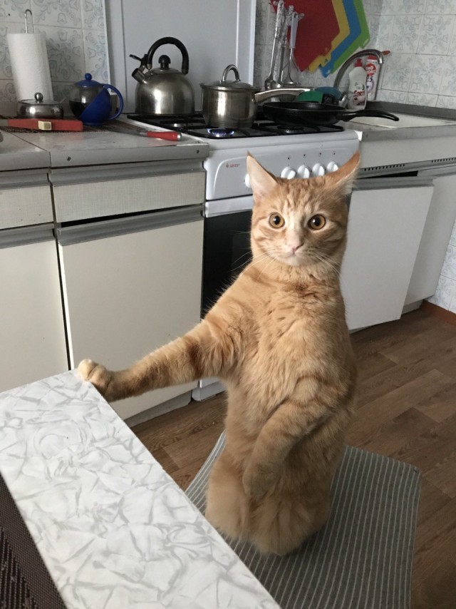 К котофторнику