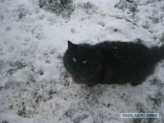 Жизнь домашнего приюта для котеек 421