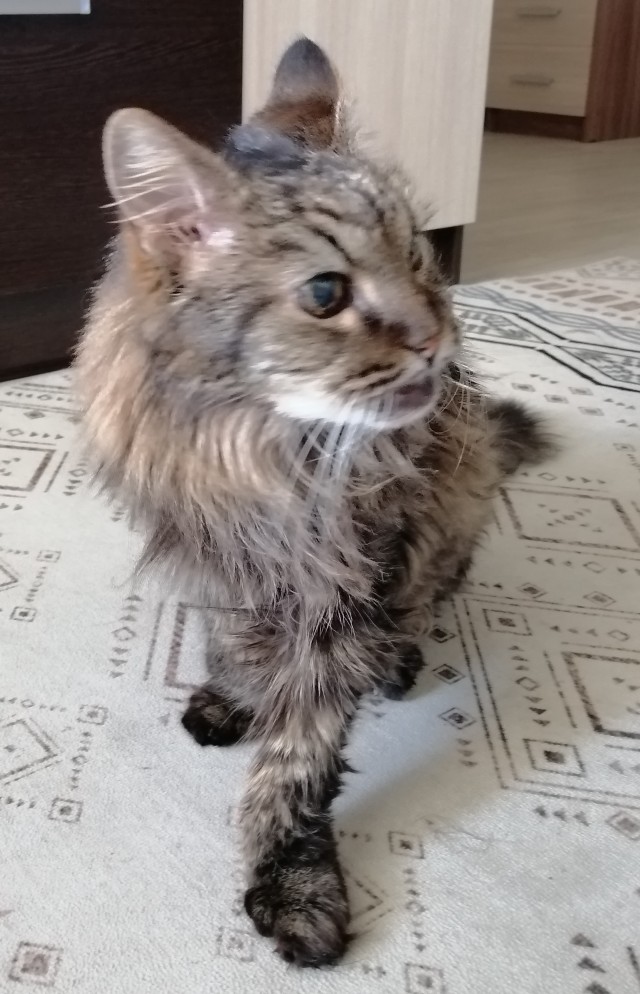 Мой котовторник