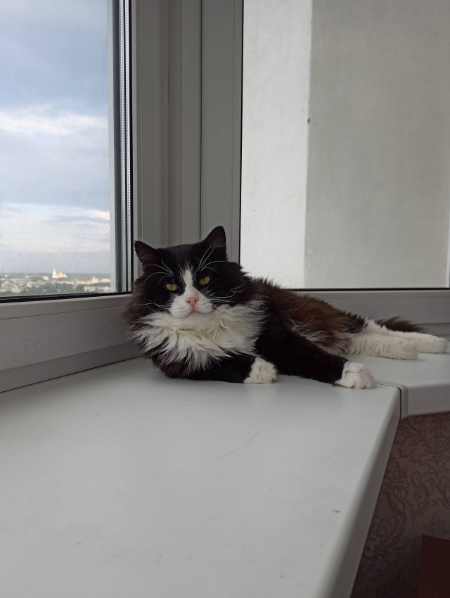 Котовторник 17.01.23