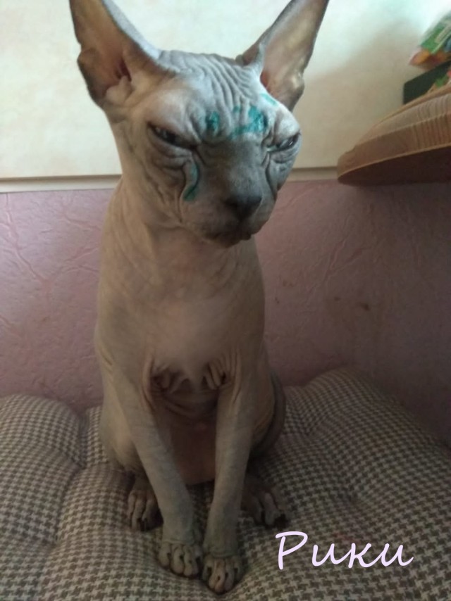Жизнь домашнего приюта "Котоленд" 372