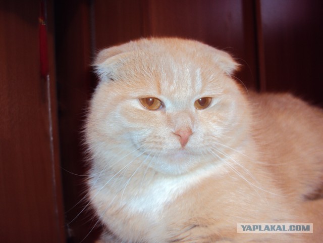 Котовторник 26.03.2013