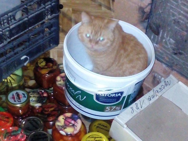 Ищу хозяина кота