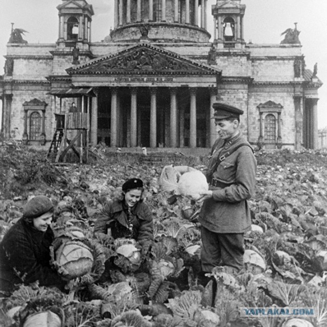 Хлеб военной поры
