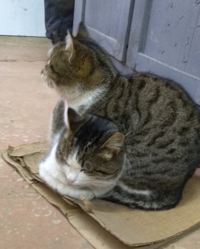 Котаны мои