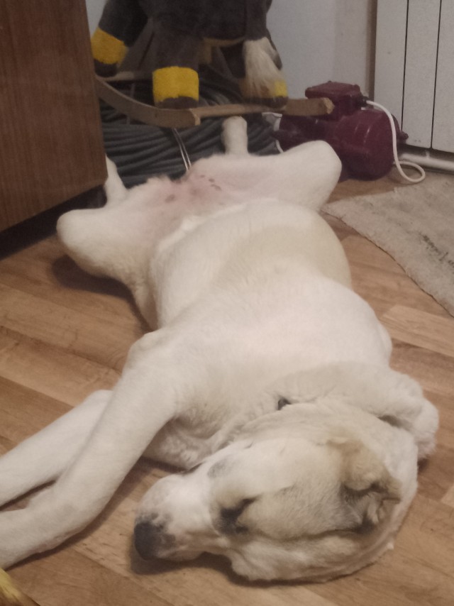 Новогодний подарок