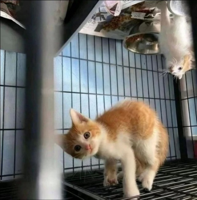 Летучая кошь