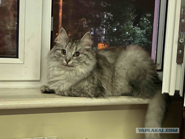 Кекс