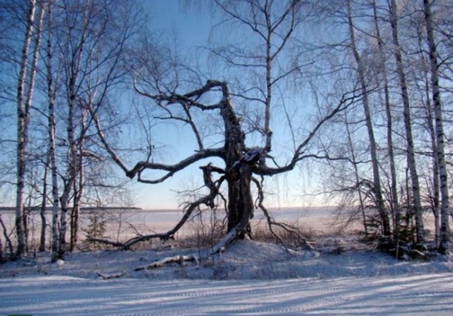 Сосны