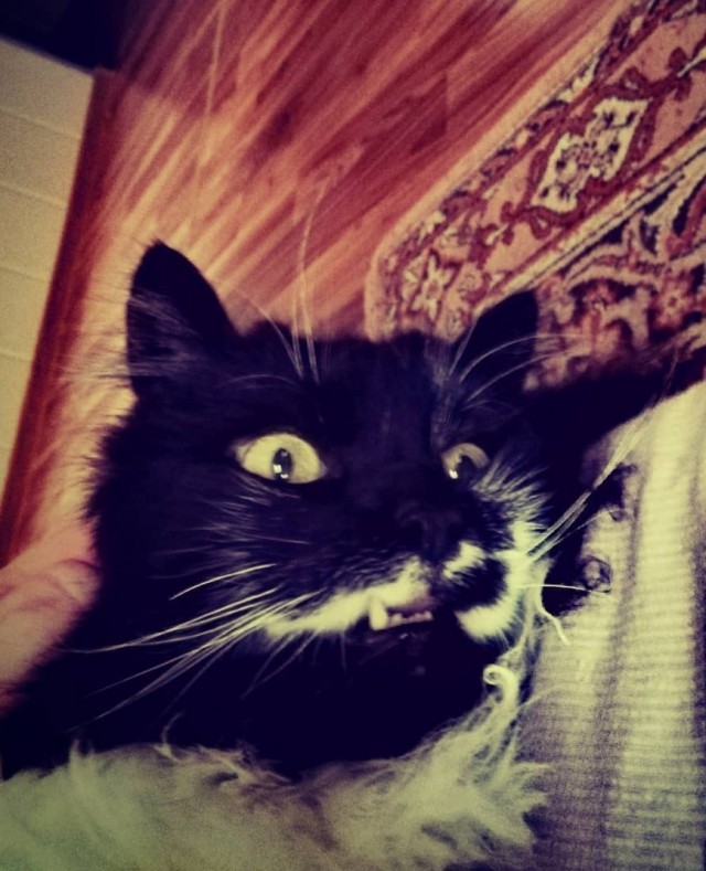 Всех с котовторником