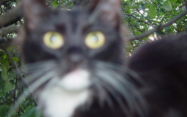 Котовторник 21.05.2013
