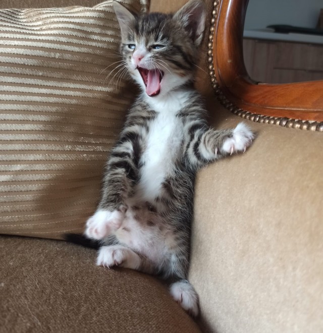Котовторник в картинках