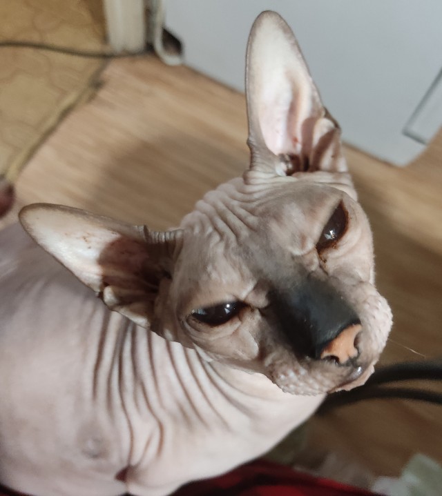 Нужна помощь по котейке!