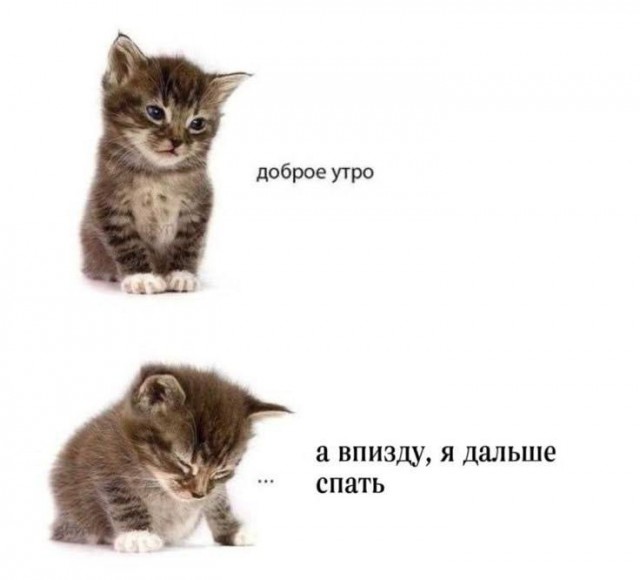 Выборы в США 2024