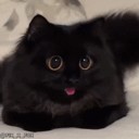 Очумелые Пёрышки. Начало