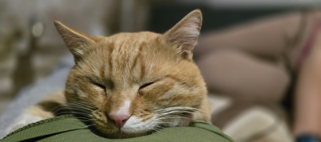 Поверья о кошках