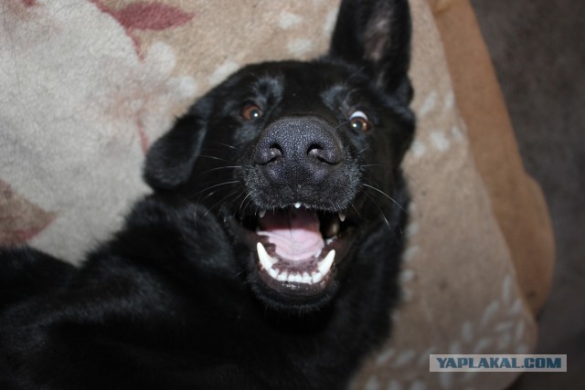 В России хотят создать реестр хозяев опасных домашних животных