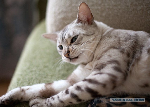 О бенгальских котах на наглядном примере