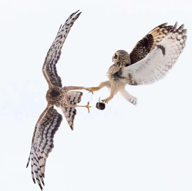 Фотограф запечатлел сражение ястреба и совы
