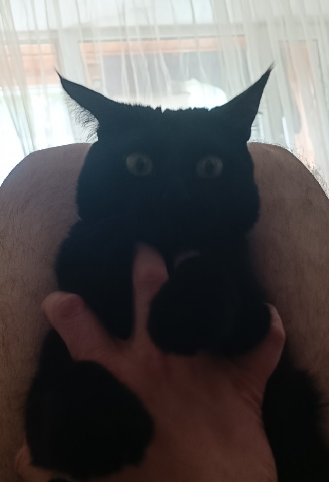 Котовторник