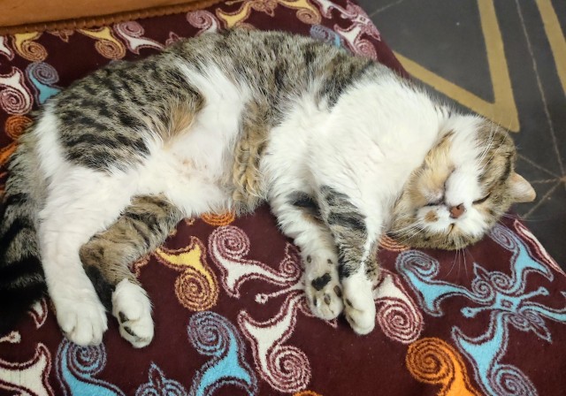 Поплачьте о моей несчастной доле...