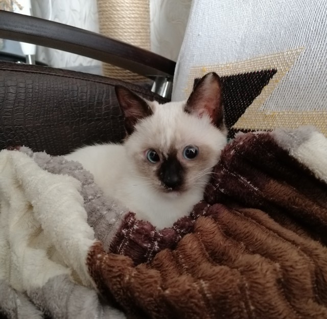 Хоть котовторник прошел ловите моего красавчика