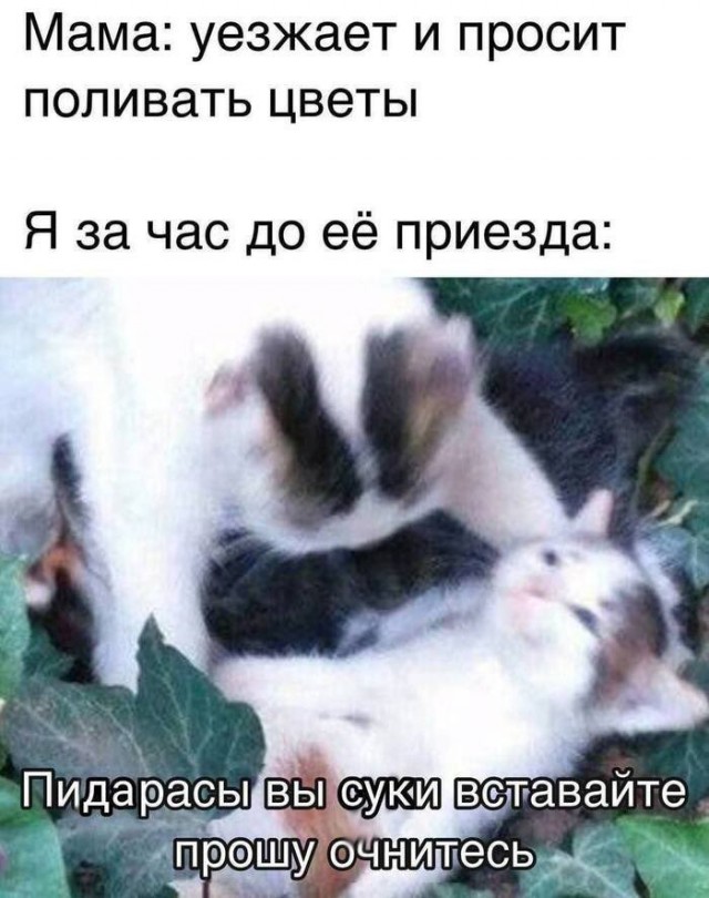 Картинки для деградации 34 (разной степени свежести)