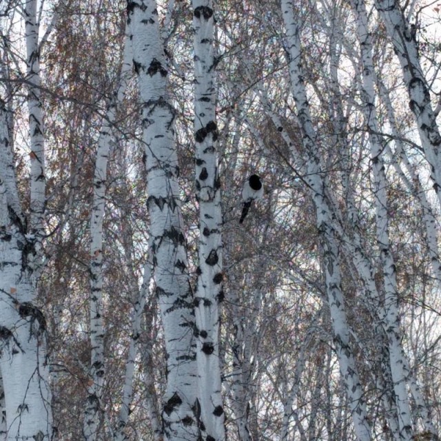 Случайный камуфляж животных