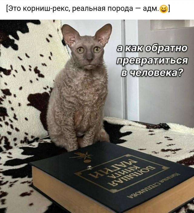 Картинки для деградации 80 (разной степени свжести)