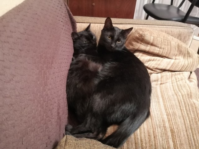 В защиту чёрных котов
