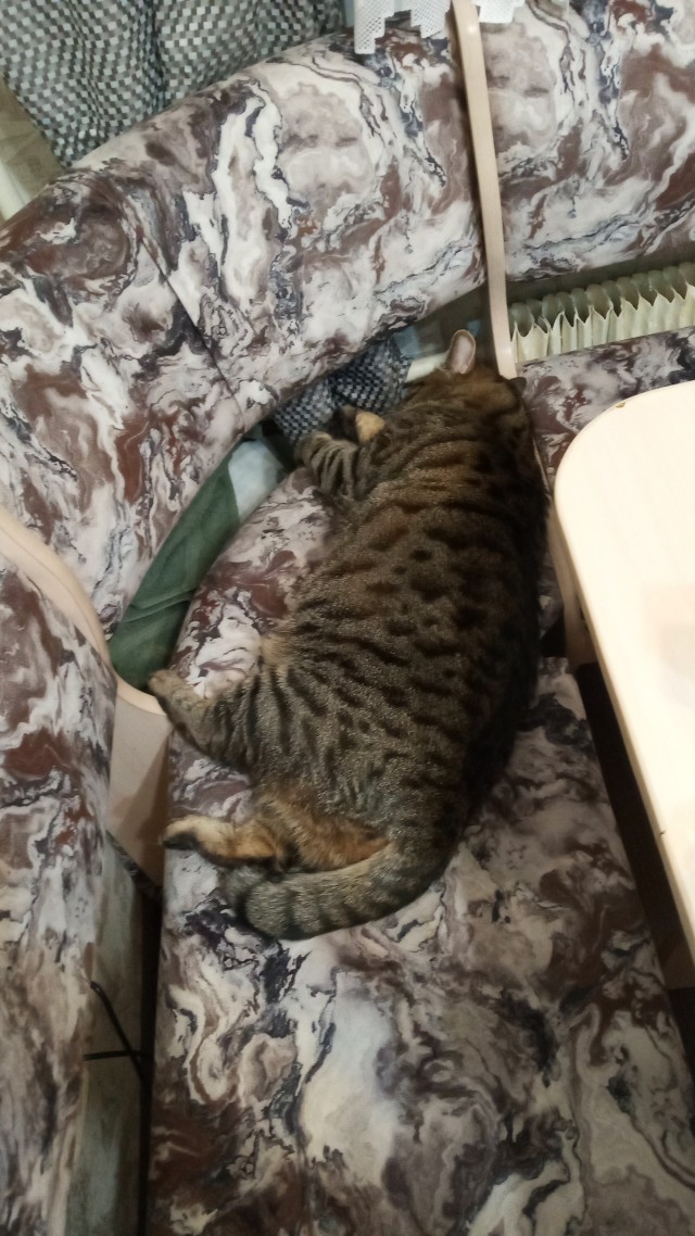 Котовторник