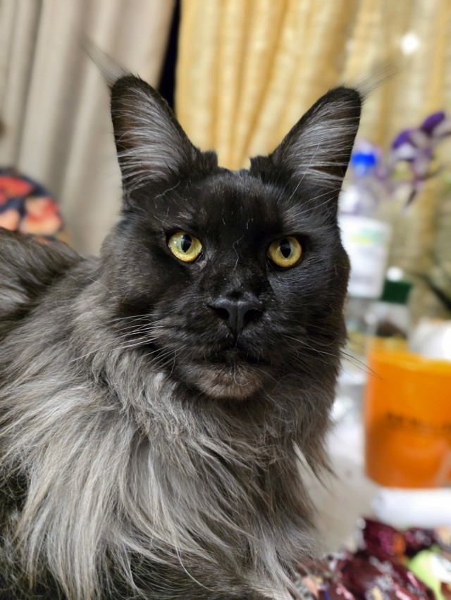 Котовторник