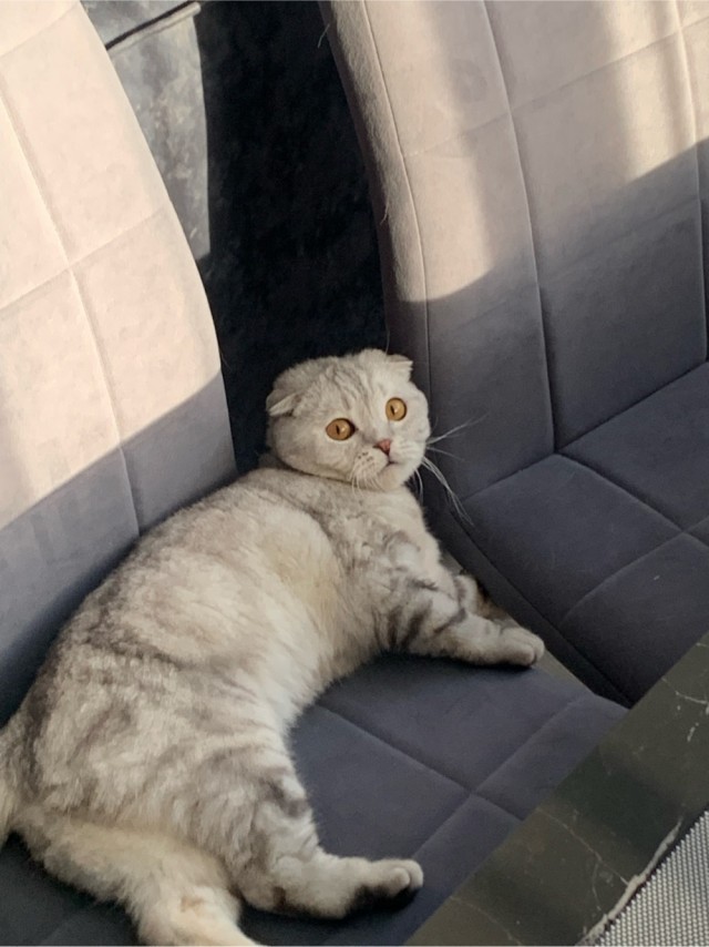Котовторник 16.12.2025