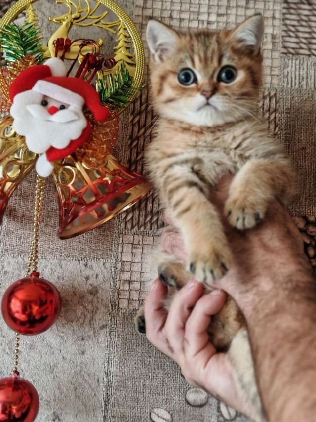 Праздничных красивых фото котов тред